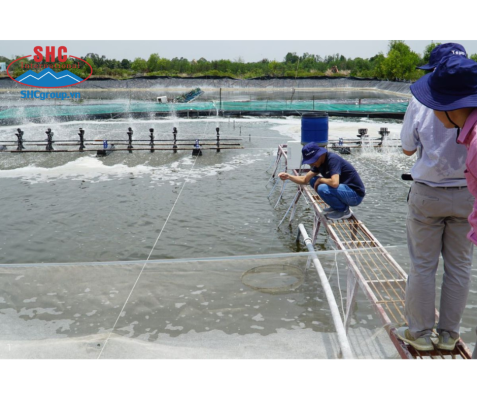 Ảnh minh họa: Từ đầu năm đến nay, diện tích tôm nuôi bị thiệt hại toàn tỉnh Trà Vinh trên 700ha.