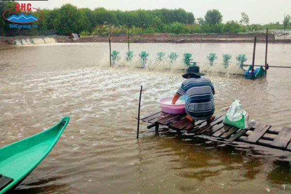 Ngành nuôi tôm đã đóng vai trò quan trọng trong xuất khẩu thủy sản Việt Nam.