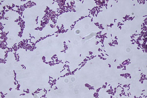 Vi sinh dạng hiếu khí chủng Bacillus subtilis.